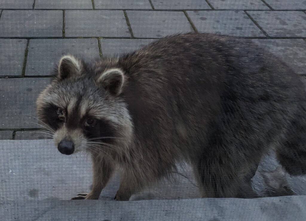 Closeup up of the raccoon, taken from inside through my screen door.