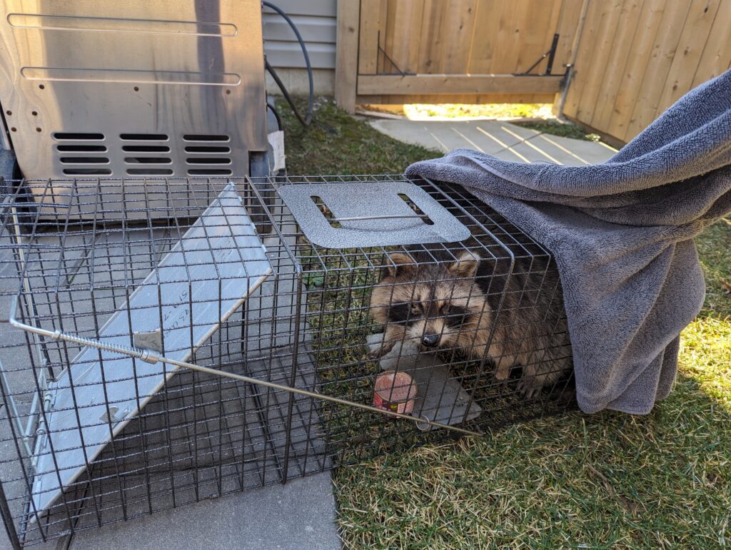 The raccoon looks up from his last meal. A can of cat food inside the cage where he is locked inside.