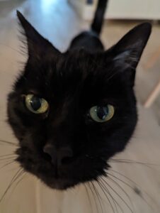 Close-up of Cuddles' face staring straight into the camera.