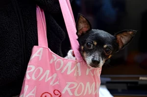 Chihuahua pink bag