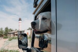 purebred dog looking out of vehicle glass
