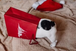 a puppy hiding in a red paper bag