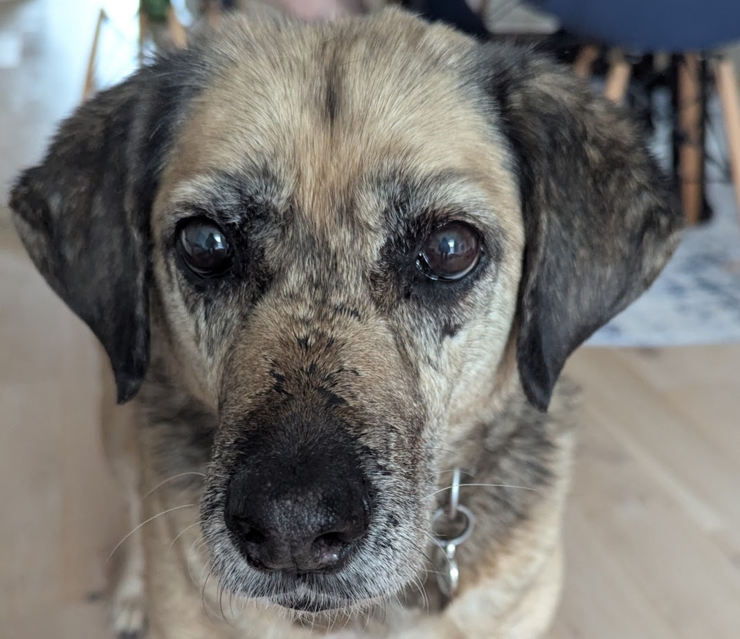 Close-up of Nacho's face. A little bit of grey is visible around her muzzle and you can see a couple of old scars.