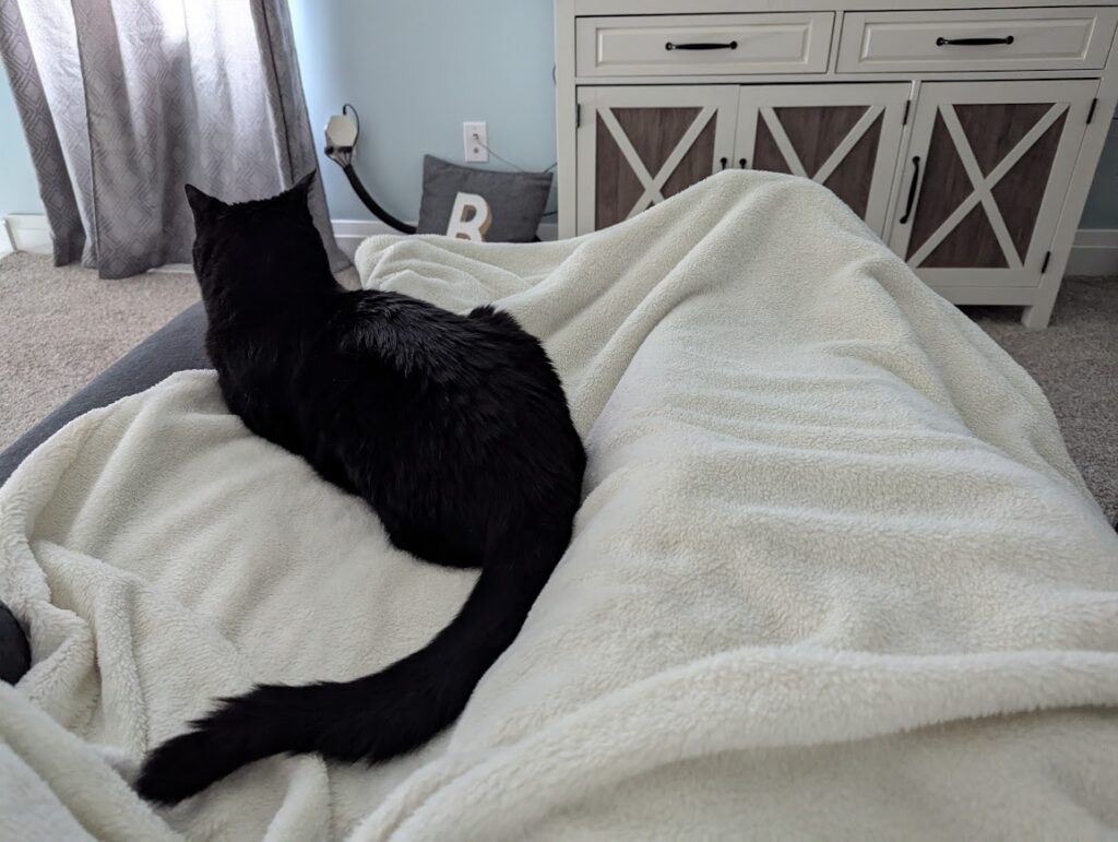 My legs, covered in a cream throw and Cuddles laying beside them. In front of us is the TV cabinet.