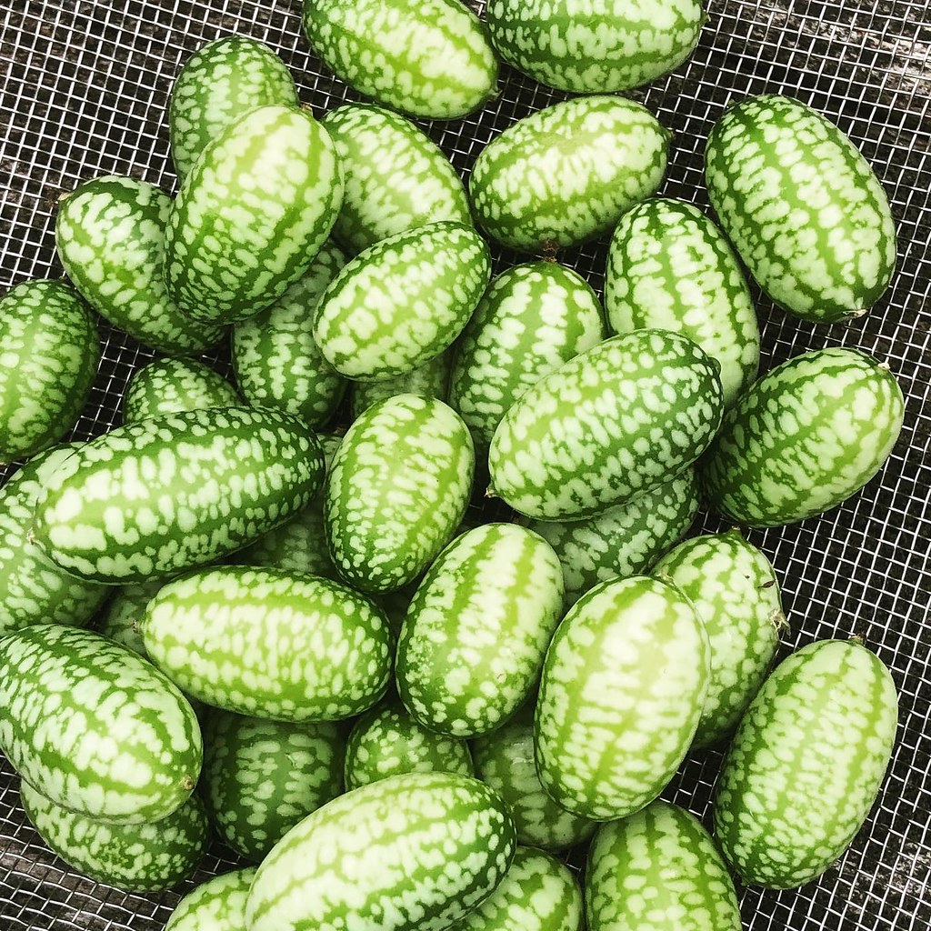 Cucamelons are grape-sized fruit that look like little watermelons.