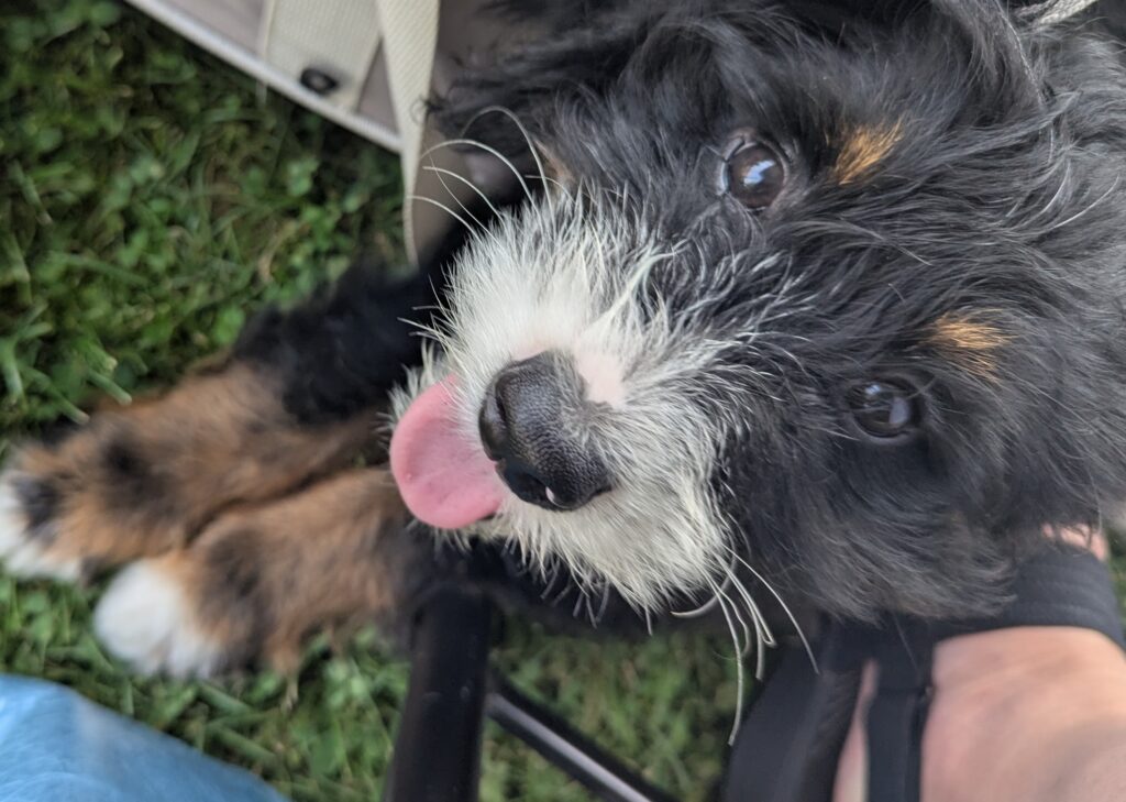 Sweet black, white and brown pup looking up at the camera. He's lying on my foot.