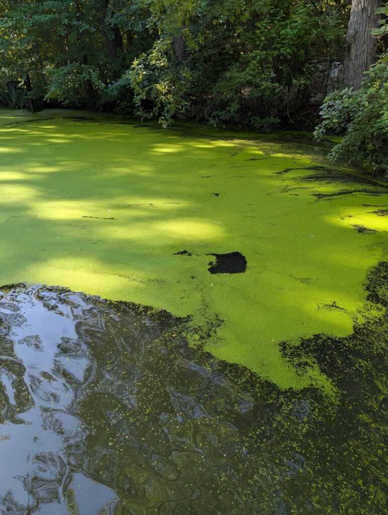 Fish pond has a coating of green and an open space in it where fish have popped up to get kibble.