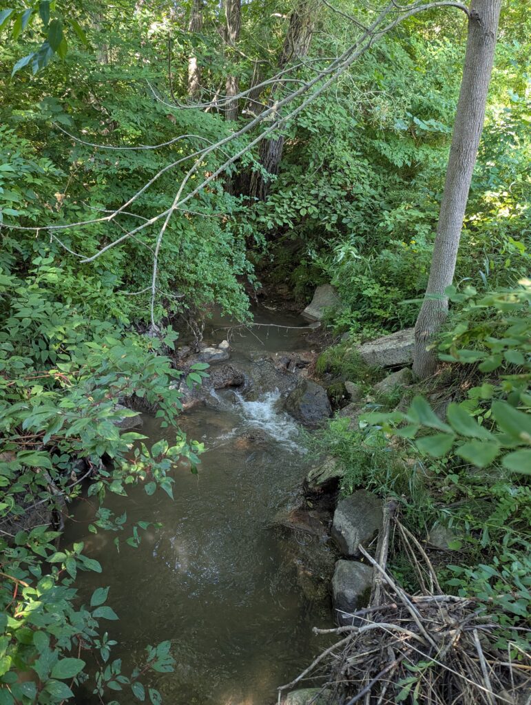 Small waterfall in a creek between banks of trees.