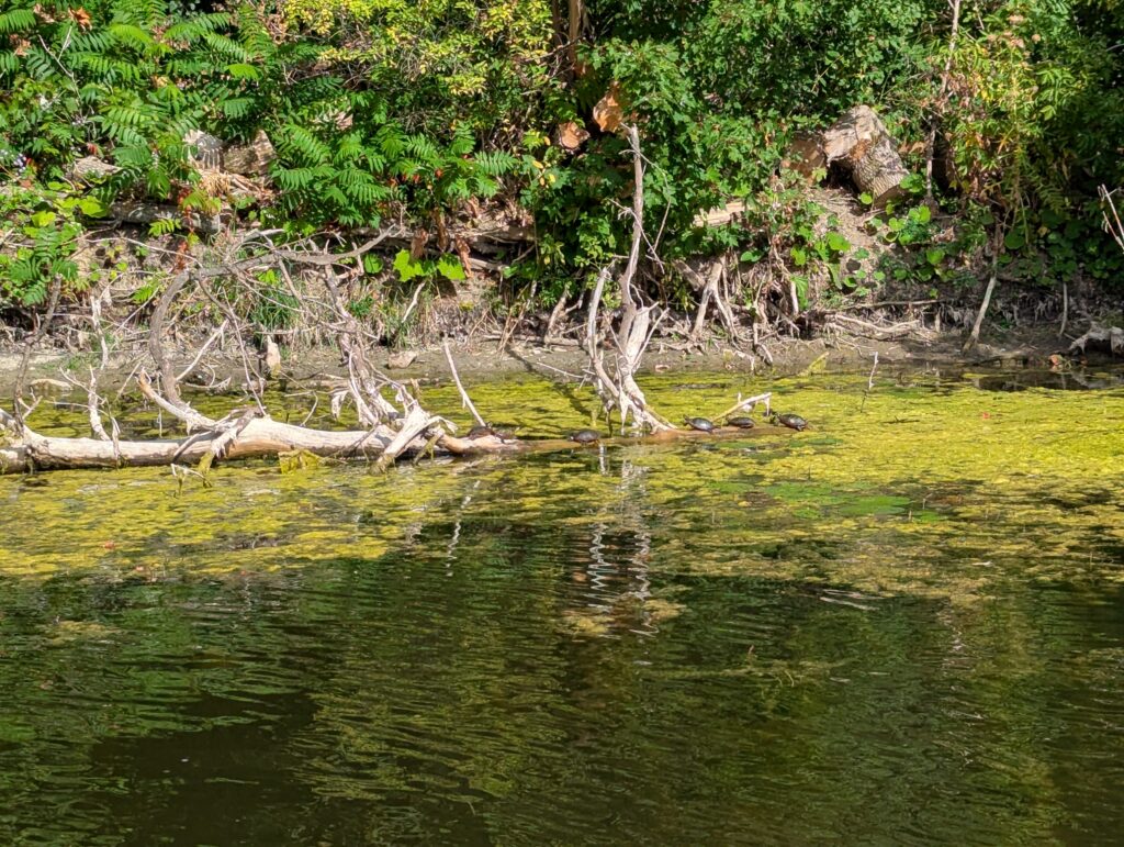 Six baby turtles rest on a deadhead - a piece of tree that has fallen onto the edge of the water.