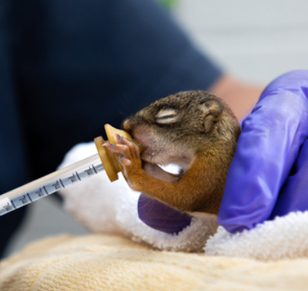 Chipmunk feeding from an eyedropper, holding onto it with both front paws