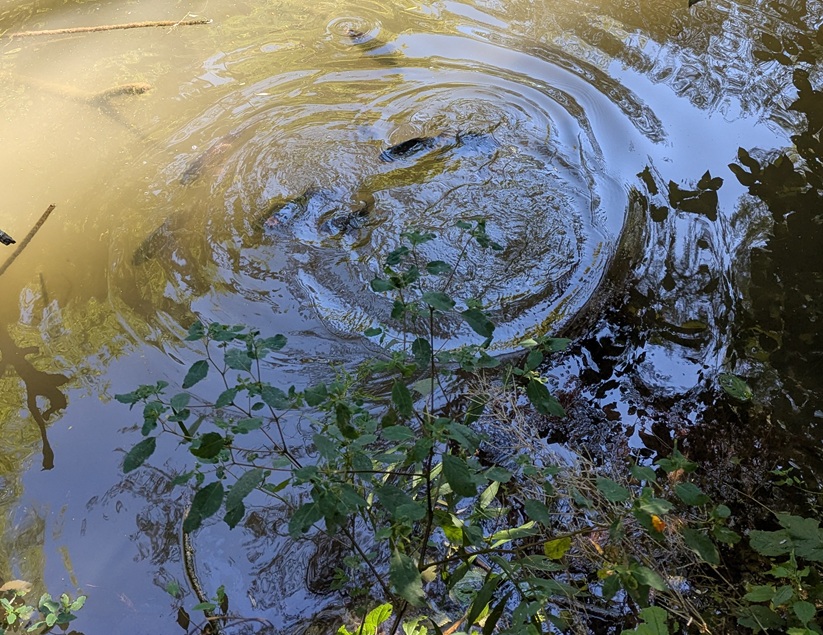 A swirl of carp in the water as they compete for the kibble we have tossed in.