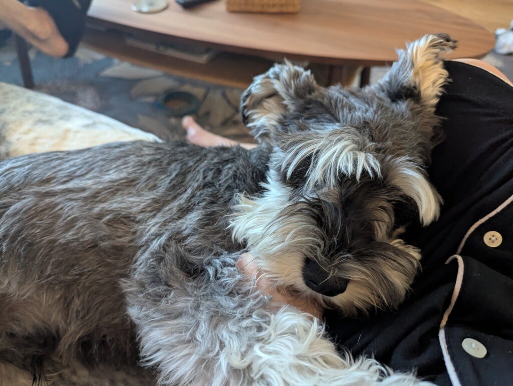 Cedric the Schauzer laying against my leg. 