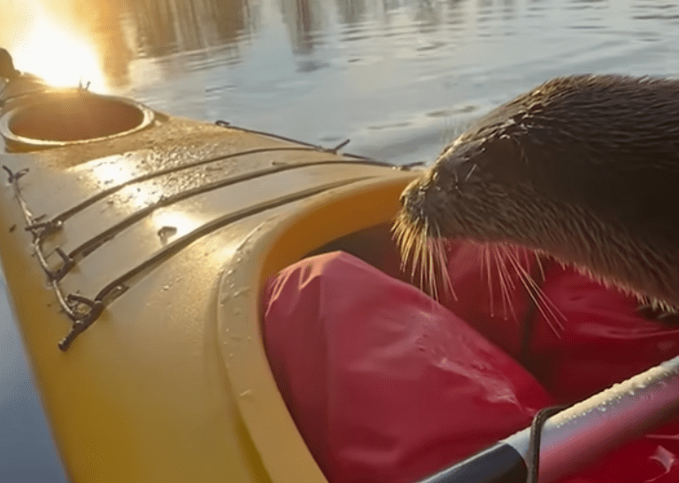baby otter on a bright yellow kayak