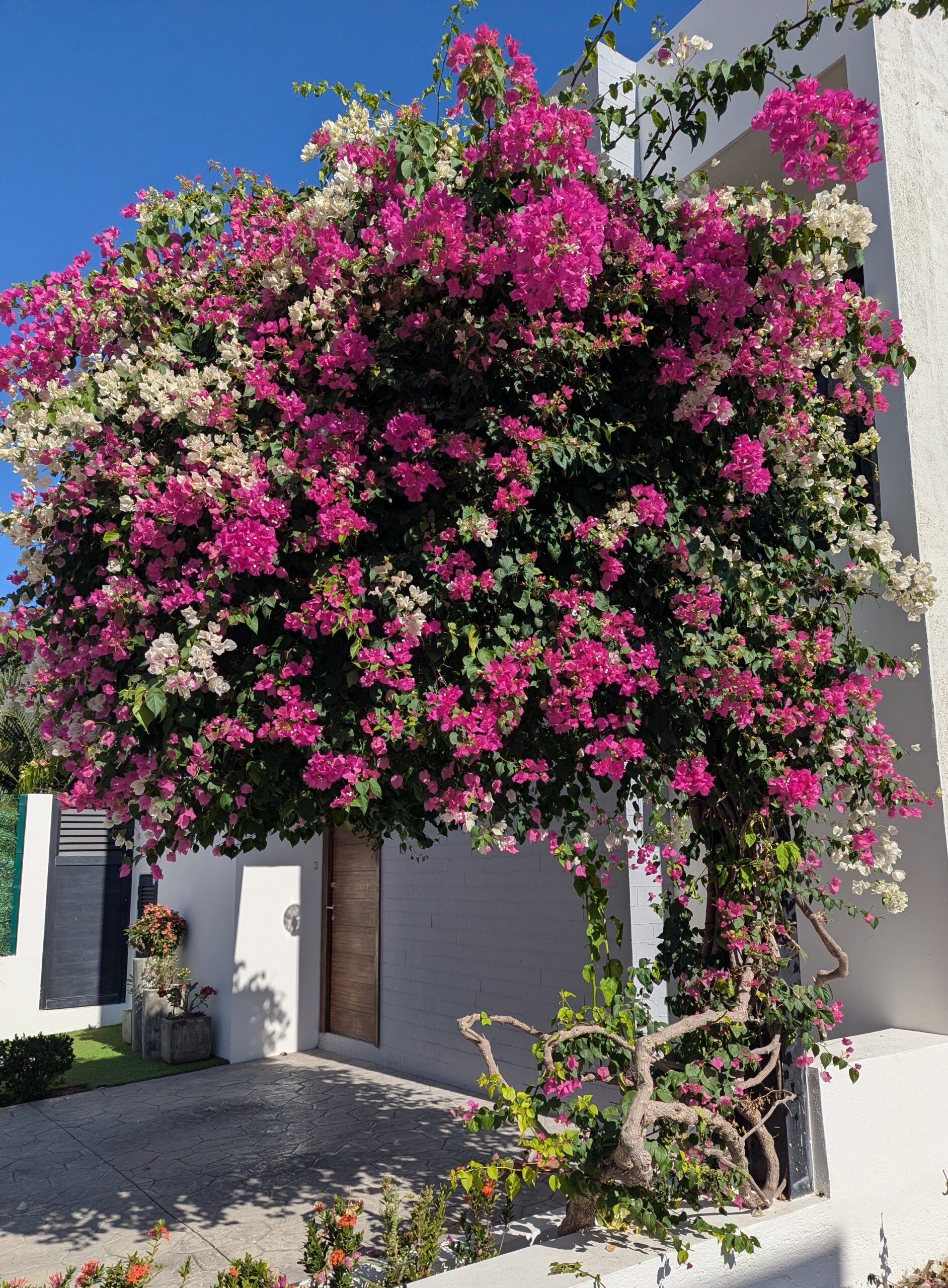 A tall, beautiful tree with giant pink blooms next to a concrete home in Mexico