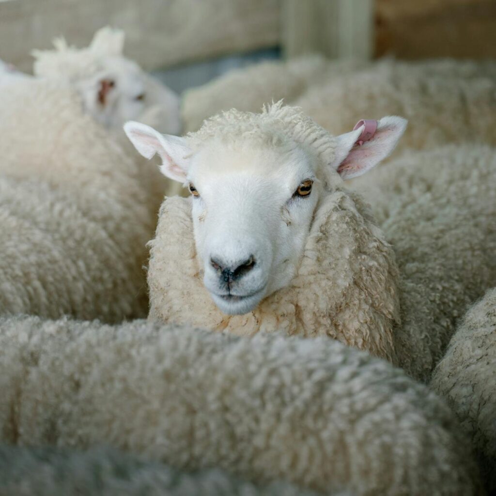 close up of sheep in a barnyard setting