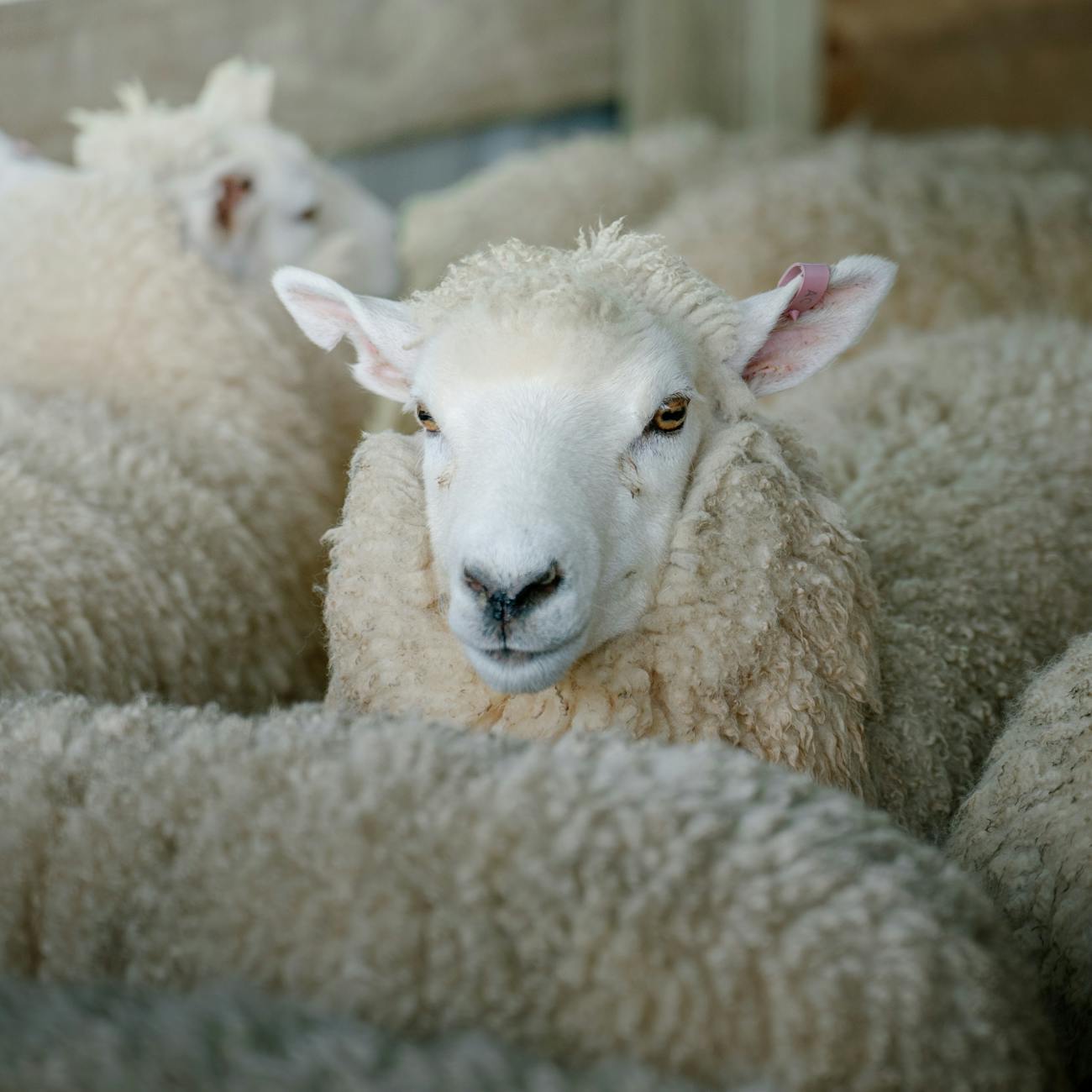 close up of sheep in a barnyard setting