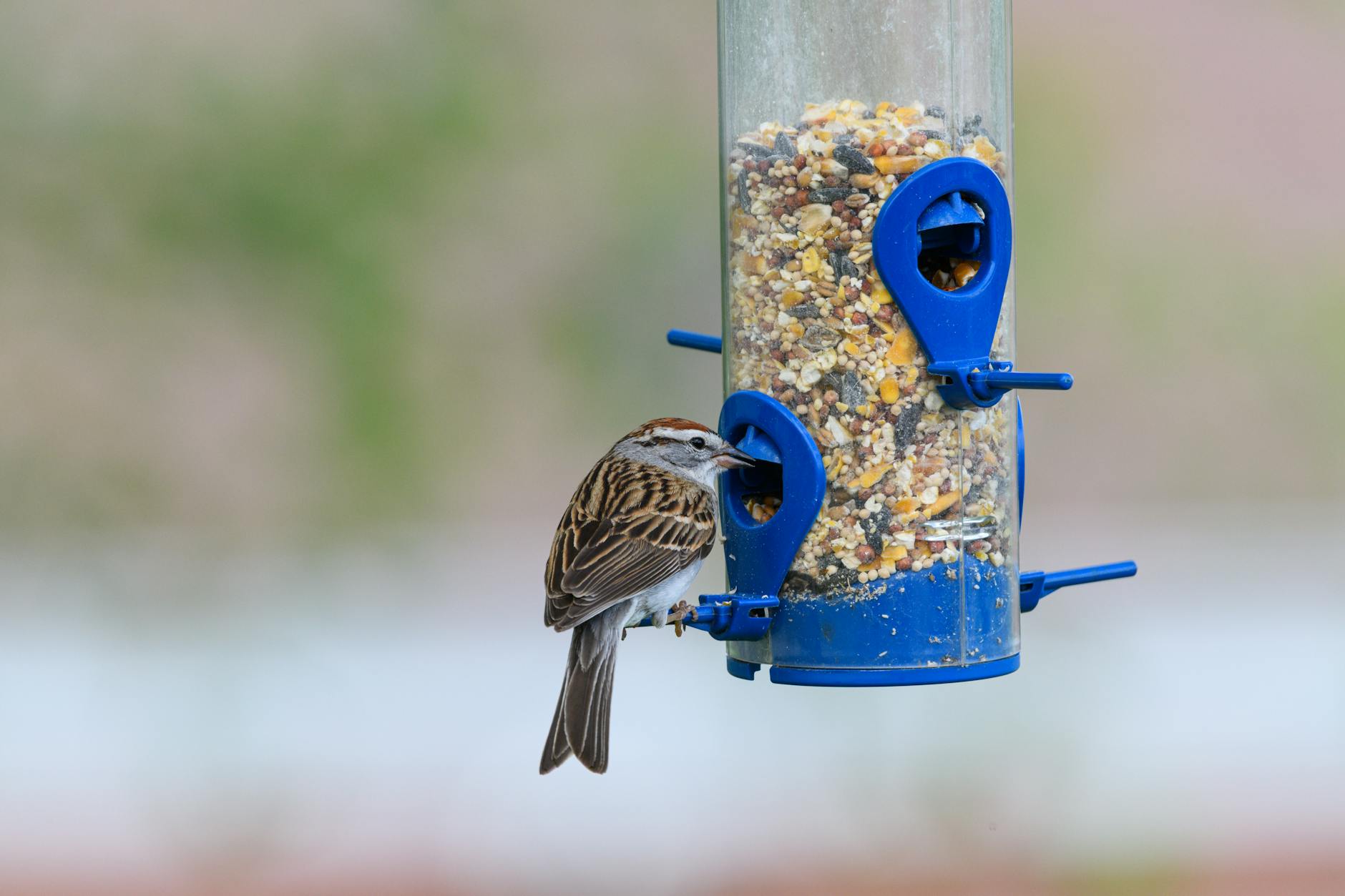 sparrow feeding at blue bird feeder outdoors