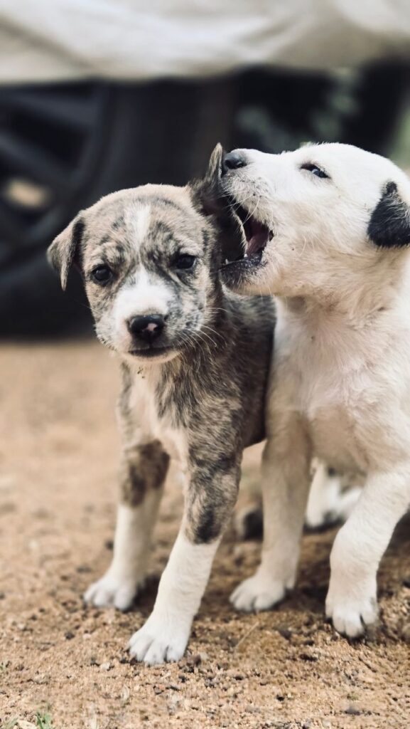 adorable playful puppies outdoors on dirt