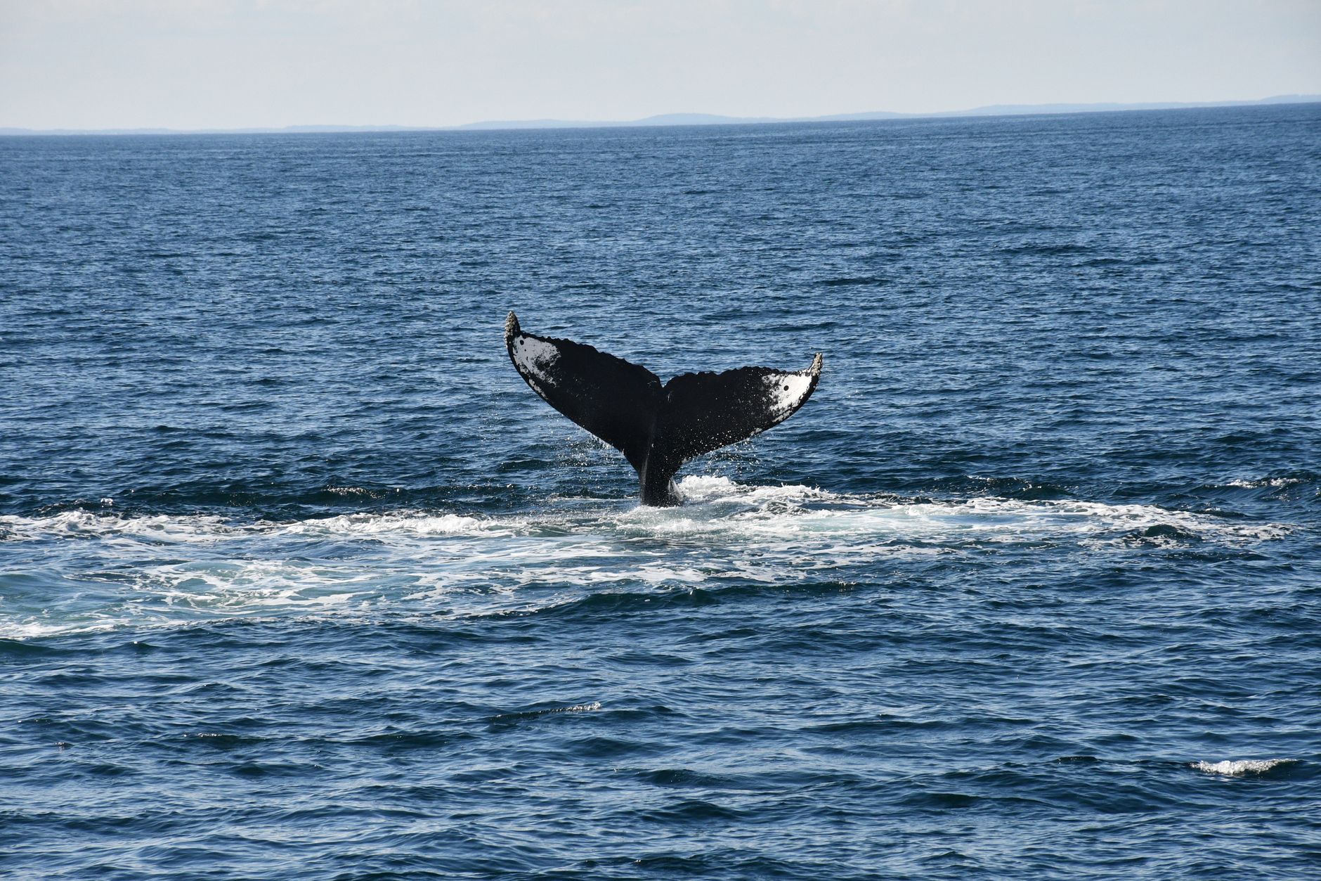 photo of a whale tail in the ocean