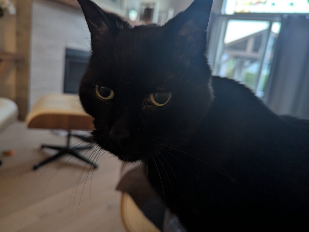 Cuddles looks toward me (the camera) as he sits on my lap, last week